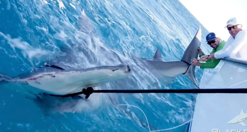 Norman Reels In World-Record Shark