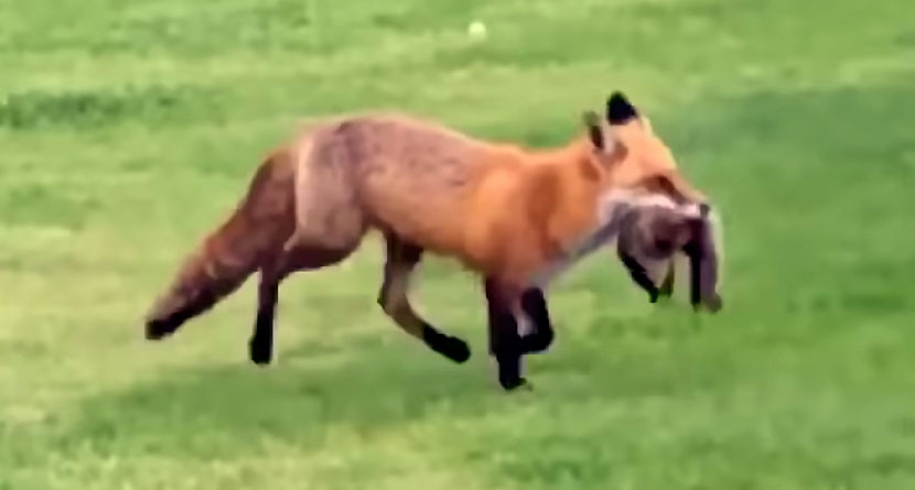 Fox With Fresh Kill Holds Up Golfer’s Round