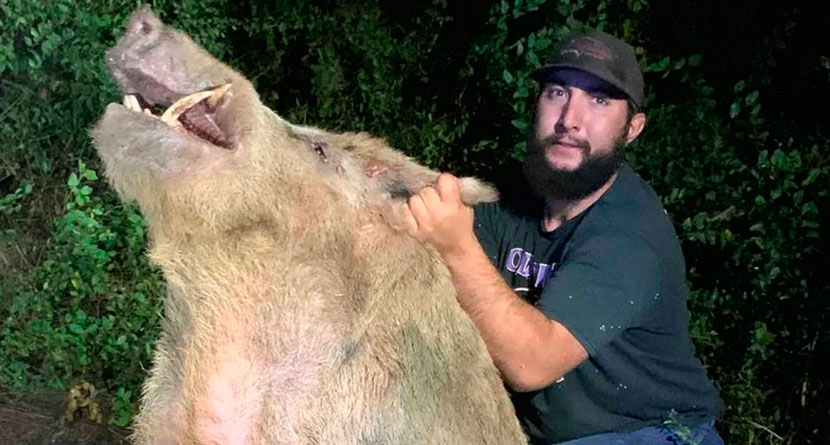 400-Pound Wild Boar Caught At Texas Golf Course